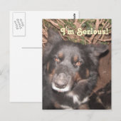 Postcard Husky Collie Cross Postkarte (Vorne/Hinten)