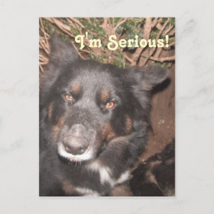 Postcard Husky Collie Cross Postkarte