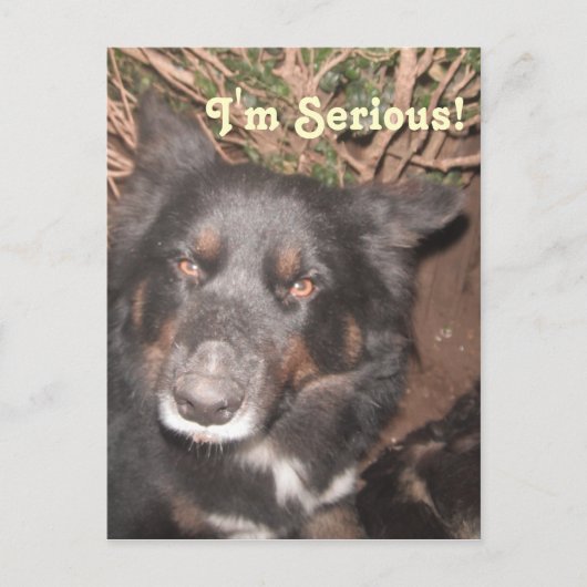 Postcard Husky Collie Cross Postkarte (Vorderseite)