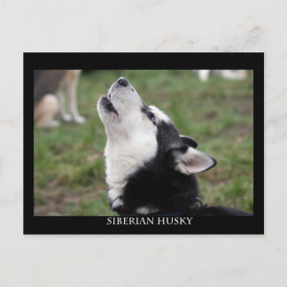 Postcard husky postkarte