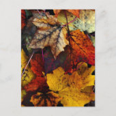 Postcard - "I Liebe Fall" von Joanne Coyle Postkarte (Vorderseite)