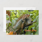 Postcard Iguana Costa Rica Postkarte (Vorne/Hinten)
