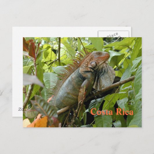 Postcard Iguana Costa Rica Postkarte (Vorne/Hinten)