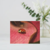 Postcard-Insekten-der Lady-Bug Postkarte (Stehend Vorderseite)