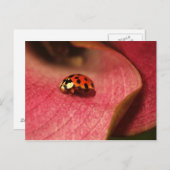 Postcard-Insekten-der Lady-Bug Postkarte (Vorne/Hinten)