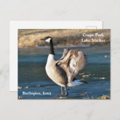 Postcard, Iowa, Burlington, Crapo Park, Gänse Postkarte (Vorne/Hinten)