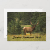 Postcard - Jasper-Nationalpark Postkarte (Vorne/Hinten)