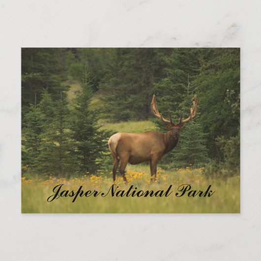 Postcard - Jasper-Nationalpark Postkarte (Vorderseite)