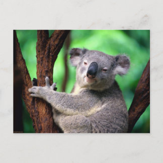 Postcard-Koala-Bär Postkarte