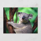 Postcard-Koala-Bär Postkarte (Vorderseite)