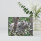 Postcard Koala QLD Australien Postkarte (Stehend Vorderseite)