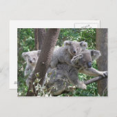 Postcard Koala QLD Australien Postkarte (Vorne/Hinten)