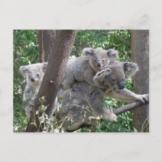 Postcard Koala QLD Australien Postkarte