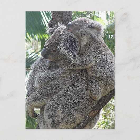 Postcard Koalas QLD Australien Postkarte (Vorderseite)
