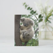 Postcard Koalas QLD Australien Postkarte (Stehend Vorderseite)