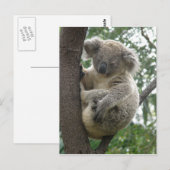Postcard Koalas QLD Australien Postkarte (Vorne/Hinten)