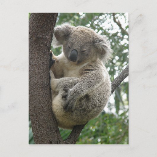 Postcard Koalas QLD Australien Postkarte (Vorderseite)