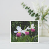 Postcard Lady Slipper Orchid Postkarte (Stehend Vorderseite)