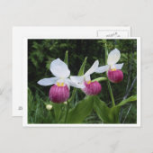 Postcard Lady Slipper Orchid Postkarte (Vorne/Hinten)