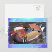 Postcard - Mandarin Duck Postkarte (Vorne/Hinten)