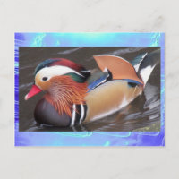 Postcard - Mandarin Duck