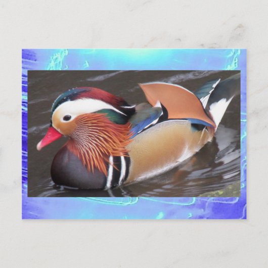 Postcard - Mandarin Duck Postkarte (Vorderseite)