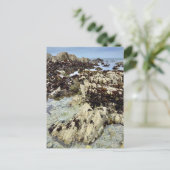 Postcard - Monterey, Kalifornien Postkarte (Stehend Vorderseite)