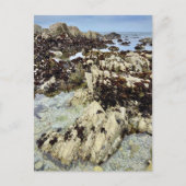 Postcard - Monterey, Kalifornien Postkarte (Vorderseite)