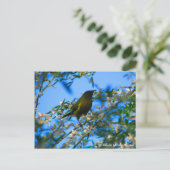 Postcard, Native Bell Bird, Neuseeland Postkarte (Stehend Vorderseite)