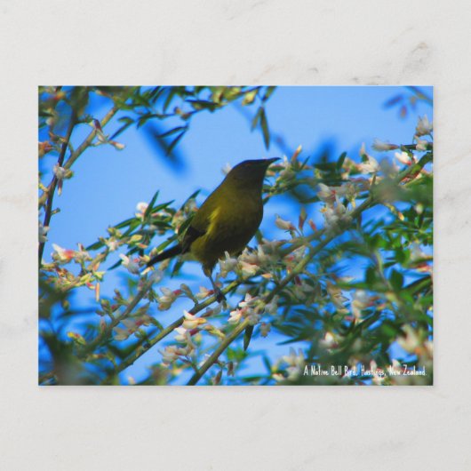 Postcard, Native Bell Bird, Neuseeland Postkarte (Vorderseite)
