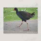 Postcard, Native Pukeko, Hamilton, Neuseeland Postkarte (Vorderseite)