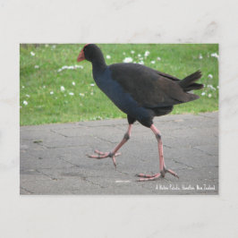 Postcard, Native Pukeko, Hamilton, Neuseeland Postkarte