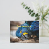 Postcard niedlicher Blauer Hyacinth-Macaw-Papagei Postkarte (Stehend Vorderseite)