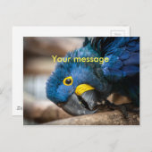 Postcard niedlicher Blauer Hyacinth-Macaw-Papagei Postkarte (Vorne/Hinten)