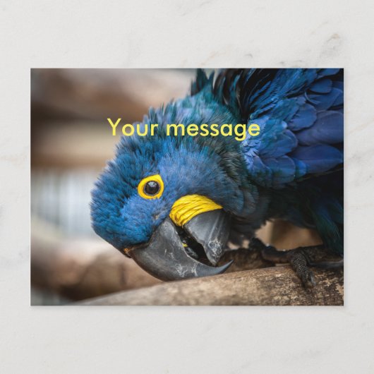 Postcard niedlicher Blauer Hyacinth-Macaw-Papagei Postkarte (Vorderseite)
