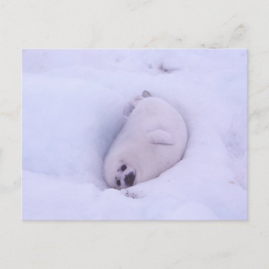Postcard of a seal stuck in the snow postkarte (Vorderseite)