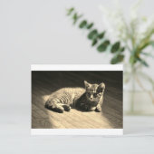 Postcard of Kitten Postkarte (Stehend Vorderseite)