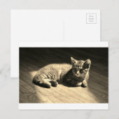 Postcard of Kitten Postkarte (Vorne/Hinten)