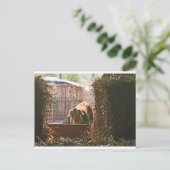 Postcard of Molly the pig. Postkarte (Stehend Vorderseite)