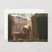 Postcard of Molly the pig. Postkarte (Vorne/Hinten)