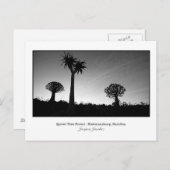 Postcard of Quiver Trees Postkarte (Vorne/Hinten)