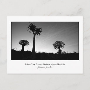 Postcard of Quiver Trees Postkarte