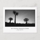 Postcard of Quiver Trees Postkarte (Vorderseite)