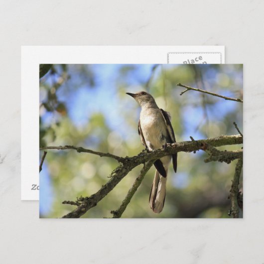 Postcard of Texas State Bird: Mockingbird Postkarte (Vorne/Hinten)