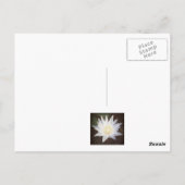 POSTCARD "PAINTED LOTUS" POSTKARTE (Rückseite)