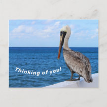 Postcard - Pelican - Denken Sie an Sie