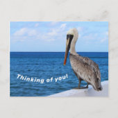 Postcard - Pelican - Denken Sie an Sie Postkarte (Vorderseite)