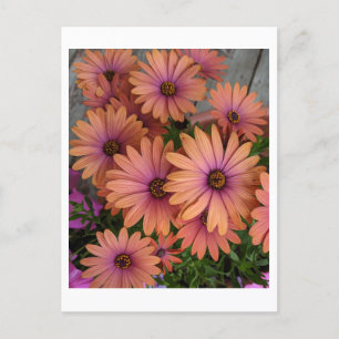 POSTCARD Pink-Blume Postkarte