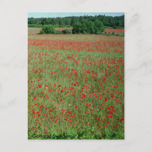 Postcard Poppe Felder aus Gotland Schweden Postkarte