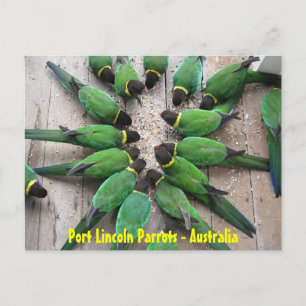 POSTCARD - Port Lincoln Parrots Australien Postkarte